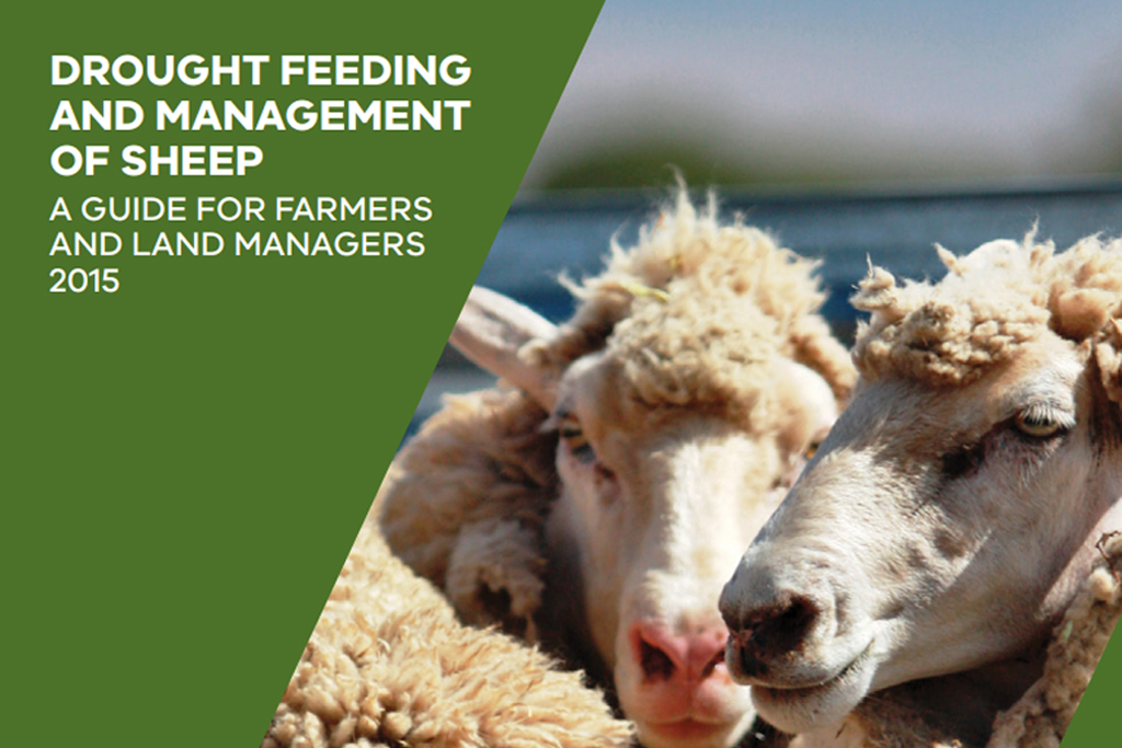 Drought-feeding-and-management-of-sheep-2015