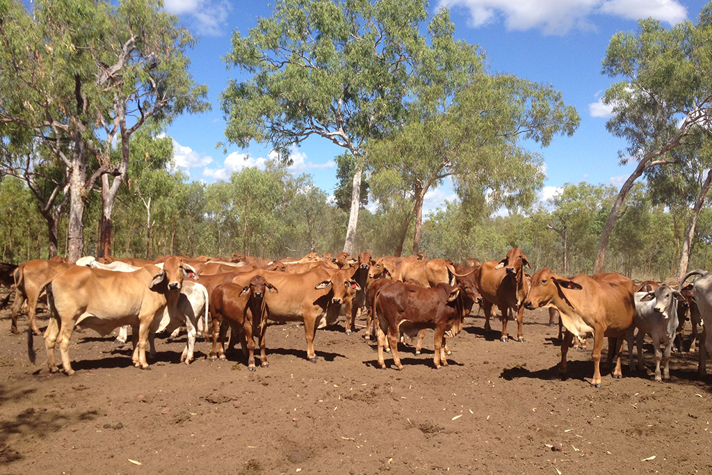 northern-cattle