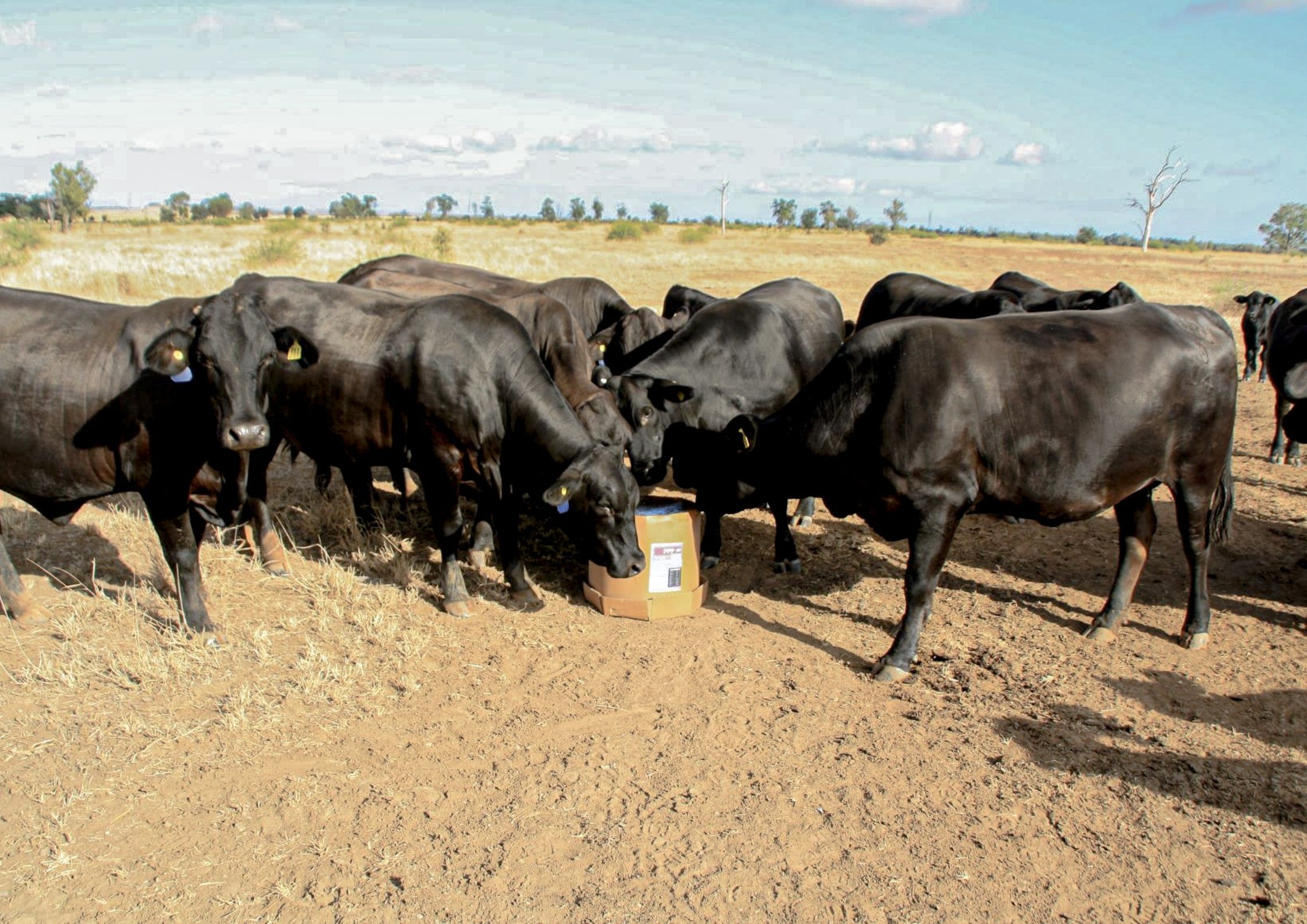 Brangus Herd with PPP Block